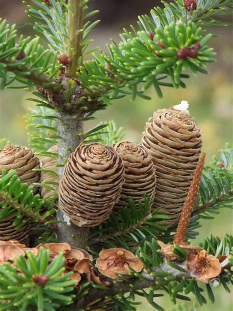 Pin By Diana Bercheva On Зима Trees To Plant Conifer Trees