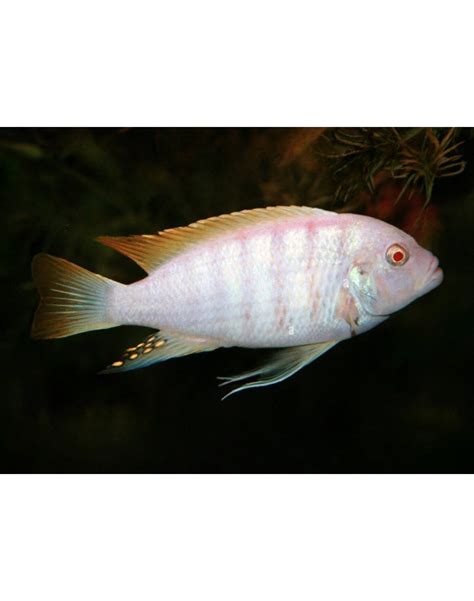 Albino Red Zebra Cichlid