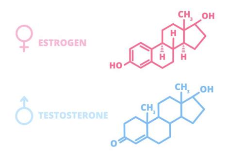 Testosterone Estrogen Illustrations Royalty Free Vector Graphics