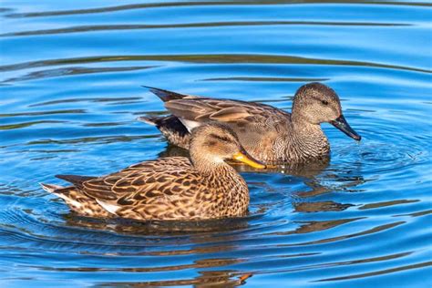 Male vs. Female Ducks (8 Main Differences) - Bird Helpful