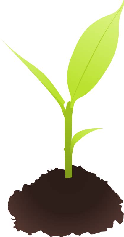 Small plant - Openclipart