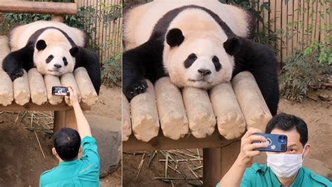 Having A Bad Day This Panda Posing For A Selfie Is What You Must Watch Oneindia News