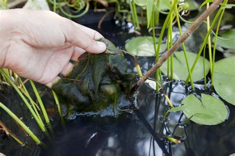 Tipps Gegen Algen Im Mini Teich Miniteich Algen Entfernen