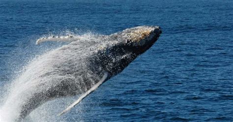 Qué Hay Detrás Del Récord De Ballenas En Península De Valdés Infobae