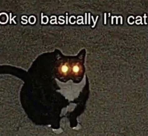 Ok so basically I’m cat : r/Catmemes