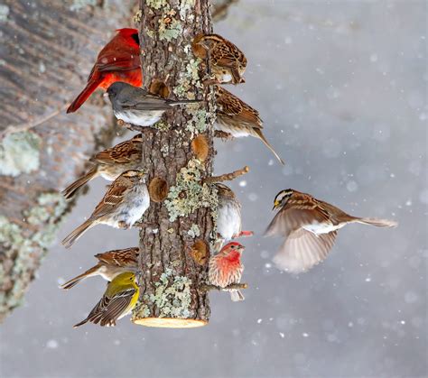 12 Top Tips for Feeding Birds in Winter - Birds and Blooms