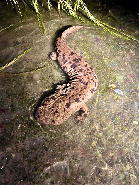 A Special Wildlife and Conservation Tour of Japan