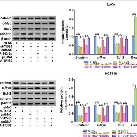 Tug Mir P Trib Axis Regulated Wnt Catenin Pathway A The