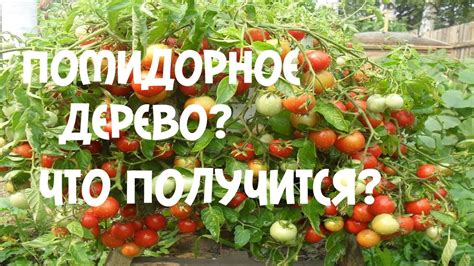 Томат Клубничное Дерево Описание Сорта Фото Отзывы – Telegraph