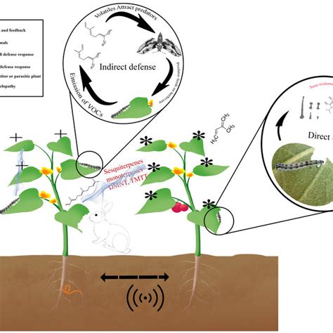 An Overview Of Plantdefense Interaction Mediated By Volatiles Plants