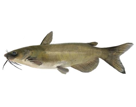 Channel Catfish for Pond Stocking | Mid-Atlantic Stocking