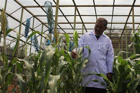 varietas unggul pertanian hasil iradiasi gamma antara foto