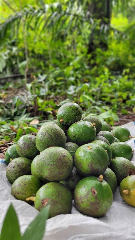 The Results Of Picking Avocados In The Gardens Of West Pasaman Indonesia Stock Image Image Of