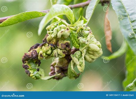 Les Maladies Fongiques Des Arbres Fruitiers Deformans De Taphrina Feuilles Des Arbres Fruitiers