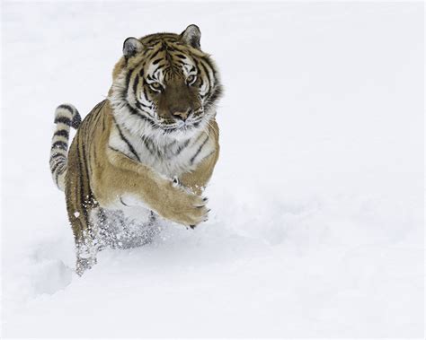 Tiger Run – Viewpoint Photographic Art Center