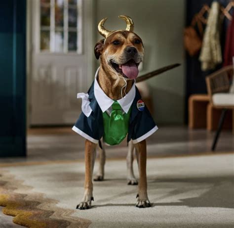 9 Super Cool Marvel Halloween Costumes for Your Dog - Woof Republic