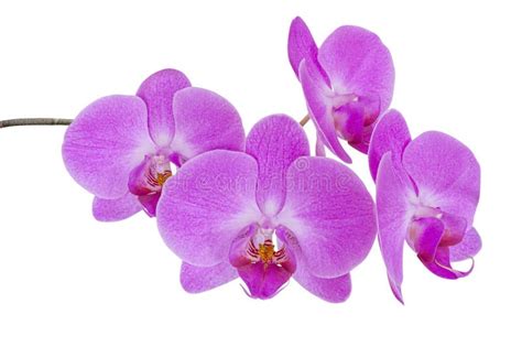 Orchid Png Stock Photos - Free & Royalty-Free Stock Photos from Dreamstime