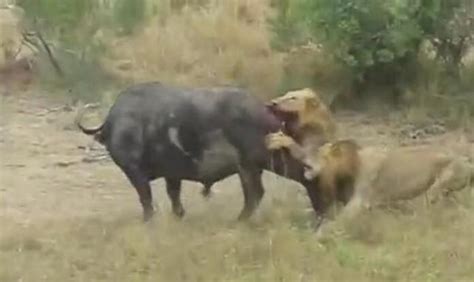 獅子撕咬野牛，被野牛拋來拋去，牛還突然做這事，嚇得獅子撒尿跑 每日頭條