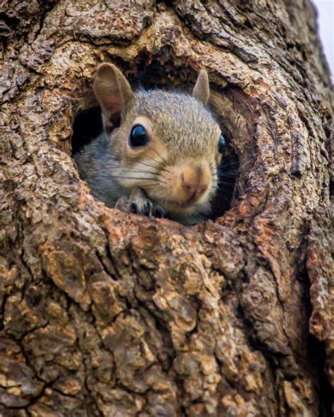 Baby Tree Squirrel