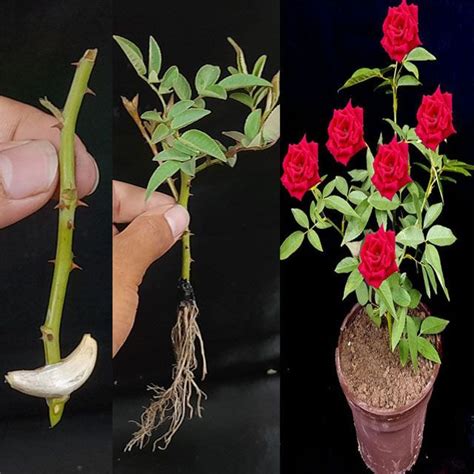 How To Grow Rose From Cuttings Using Toilet Paper Rose Propagation From