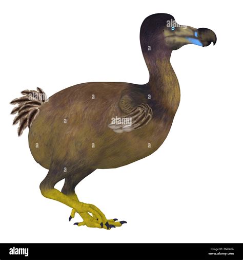 Extinct Dodo Bird High Resolution Stock Photography and Images - Alamy