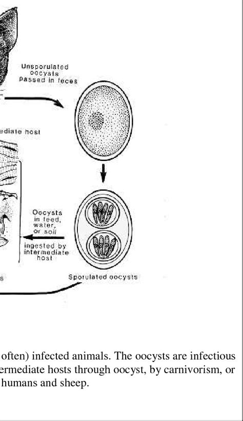 Life Cycle Of Toxoplasma Gondii Dubey 1986 Download Scientific Diagram