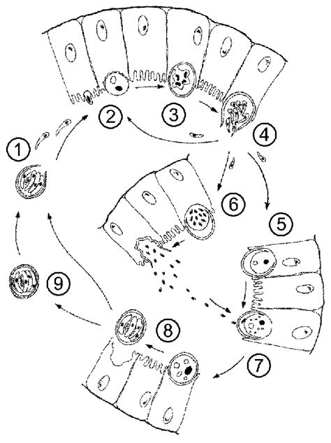 Cryptosporidium Life Cycle