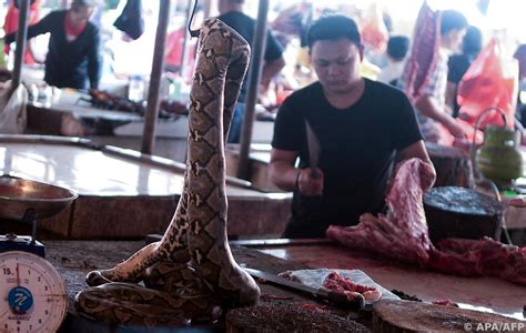 Markt In Indonesien Streicht Hunde Und Katzenfleisch PULS 24