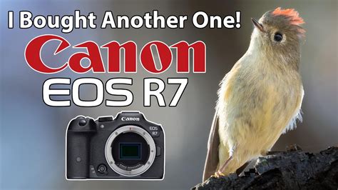 I Bought Another Canon R Birds With The Rf Lens Youtube