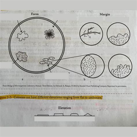 Microbiology Lab Final Diagram Quizlet