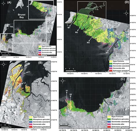 Status of the undisturbed mangroves at Brunei Bay, East Malaysia: a