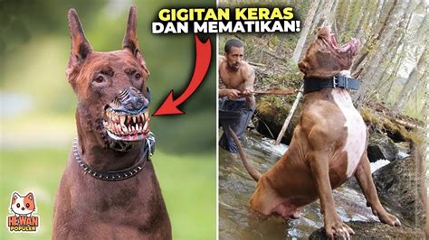 Jangan Coba² Mendekat Inilah Ras Anjing Paling Kuat dan Tangguh