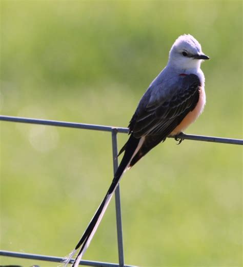 state bird of oklahoma | Life and Wildlife along the Little Buffalo River