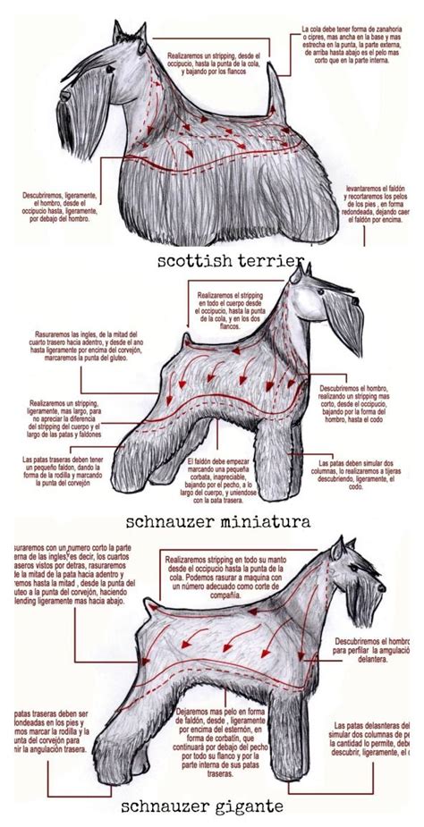 17 Best images about Scottish terrier haircuts on Pinterest | Westminster dog show, Westies and ...