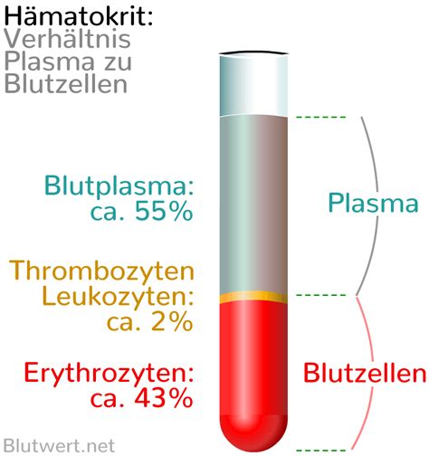 Blut einfach erklärt Aufgaben Zusammensetzung Blutwerte