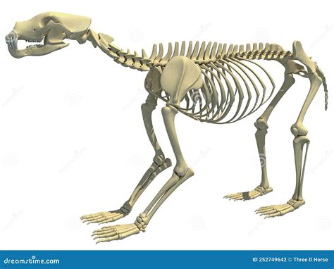 bear skeleton anatomy stock illustrations  bear skeleton anatomy