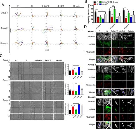 SOCE Inhibitors Contributed To Cytoskeleton Remodeling In SSc