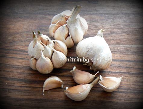 Чесън - природен антибиотик - Домашни хитрини