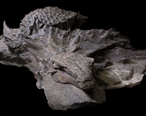 Dragon dinosaur mummy on display in Canada - Earth.com