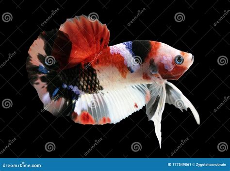 Betta Koi Halfmoon Plakat Hmpk Male Or Plakat Fighting Fish Splendens