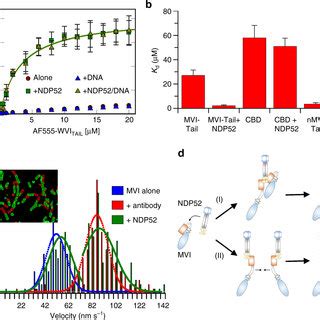 Regulation Of Myosin Vi Backfolding A Fret Titration Of Nmvitail