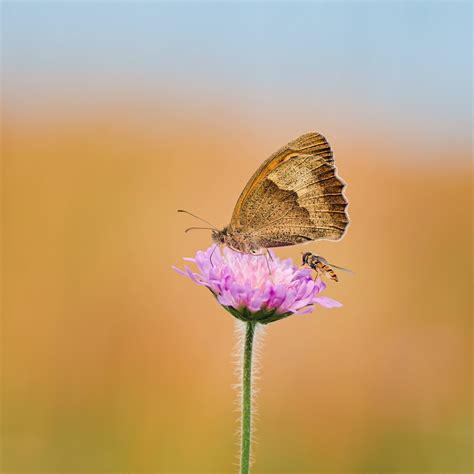 Schmetterling Natur Insekt Kostenloses Foto Auf Pixabay Pixabay