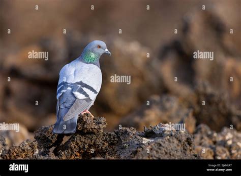 Feral Rock Pigeon Columba Livia Male Perched On Lava Rocks Canary