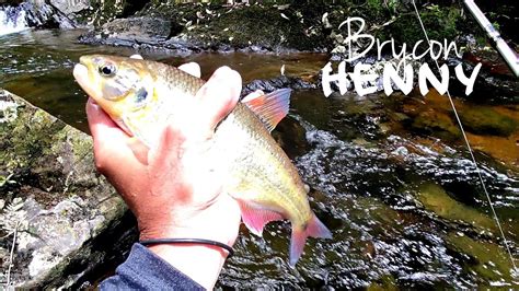 Sabaletas de Todos los Tamaños PESCA DE SABALETA Pesca y Libera