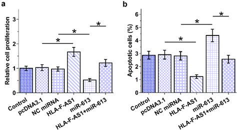 Analysis Of The Role Of Hla F As And Mir In The Proliferation And