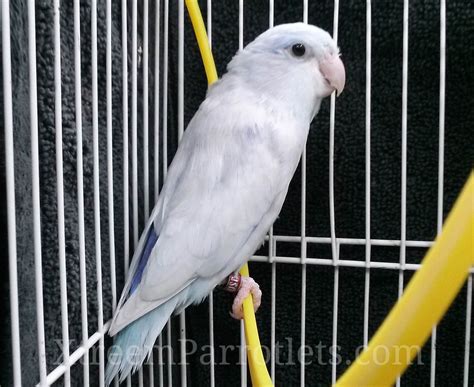 White Parrotlet