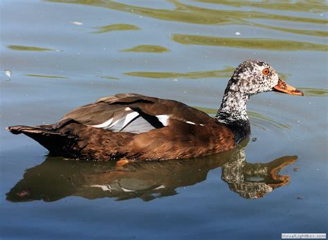 Identify White Winged Duck Wildfowl Photography