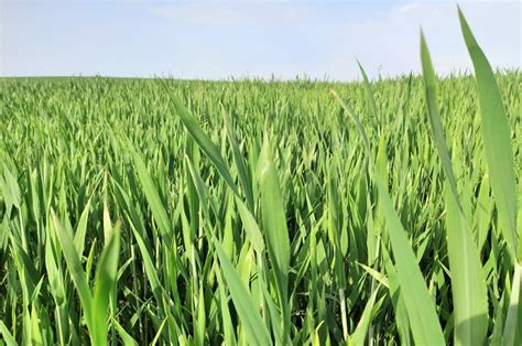 Wheat Wikifarmer