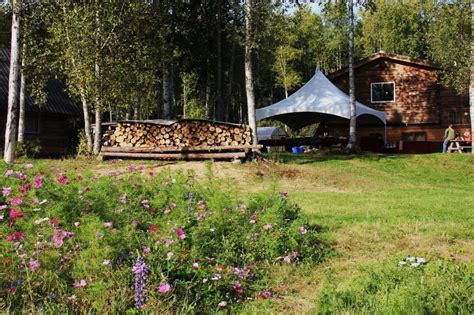 Hidden Wild Serviceberry Groves In Alaska Touristsecrets