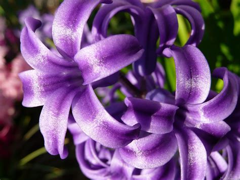 Blue Hyacinth I